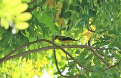 Oriolus chinensis maculatus