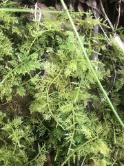 Thuidium cymbifolium