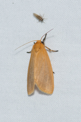 Symmetrodes sciocosma