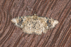 Peperita molybdopasta
