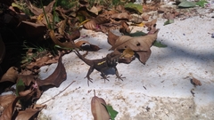 Diploderma swinhonis