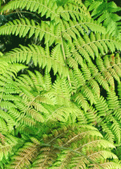 Hypolepis dicksonioides