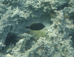 Cantherhines pardalis