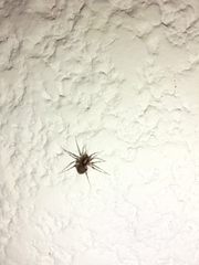 Leprolochus birabeni