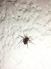 Leprolochus birabeni