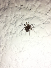 Leprolochus birabeni