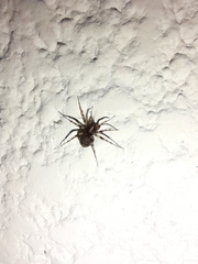 Leprolochus birabeni