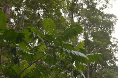 Dysoxylum mollissimum