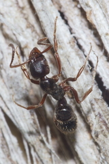 Austroponera castanea