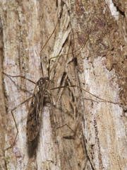 Austrolimnophila atripes