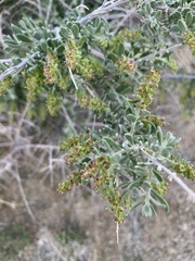Grayia spinosa