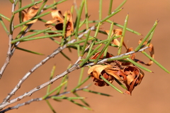 Acacia colletioides