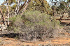 Acacia colletioides