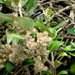 Olearia traversiorum - Photo Δεν διατηρούνται δικαιώματα, uploaded by Peter de Lange