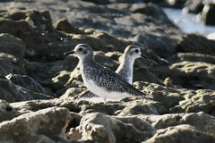 Pluvialis squatarola