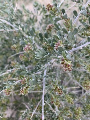 Grayia spinosa