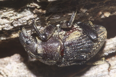 Psepholax