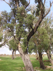 Olearia traversiorum