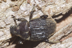 Psepholax