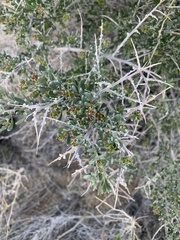 Grayia spinosa
