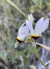 Primula clevelandii gracilis