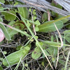 Primula clevelandii gracilis