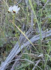 Primula clevelandii gracilis