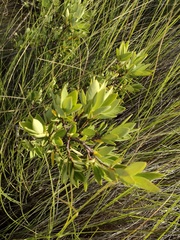 Wikstroemia