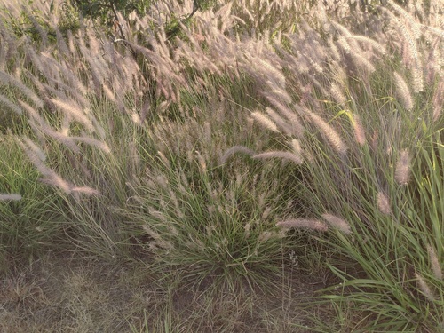 Cenchrus × peregrinus