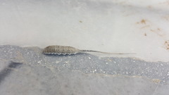 Myathropa