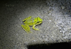 Nanorana medogensis