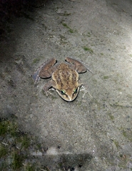 Nanorana medogensis
