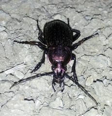 Carabus ulrichii