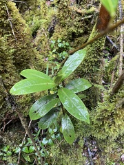 Kadua
