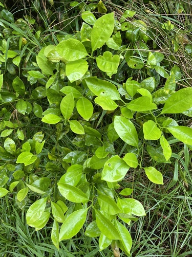 Citrus microcarpa observed 2022-03-18