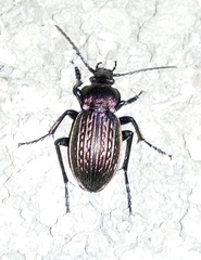 Carabus ulrichii