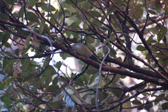 Gerygone albofrontata