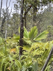 Pritchardia