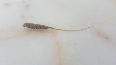 Myathropa