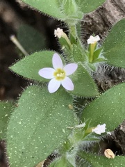 Collomia heterophylla