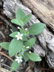 Collomia heterophylla