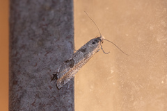 Pelochrista pulveratana