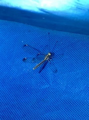 Suhpalacsa dietrichiae