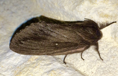 Gloveria sphingiformis