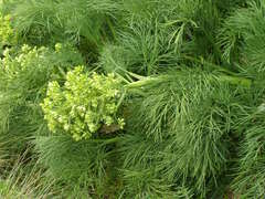 Aciphylla dieffenbachii