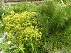 Aciphylla dieffenbachii