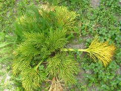 Aciphylla dieffenbachii