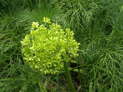 Aciphylla dieffenbachii