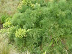 Aciphylla dieffenbachii