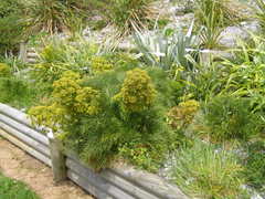 Aciphylla dieffenbachii